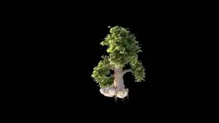 Growing Tree Animation in Maya Vray