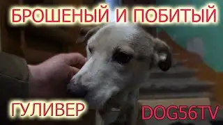 Избитый малыш. Работа волонтера. Кто кроме нас?