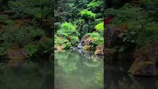 Portland Japanese garden #ambient #nature
