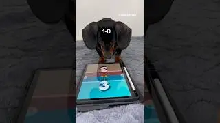 Dachshund never give up for a second 
