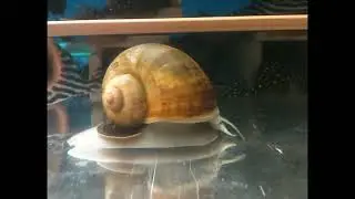 Гигантская Ампулярия.