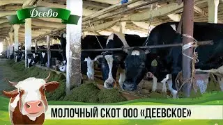 МОЛОЧНЫЙ СКОТ ООО 