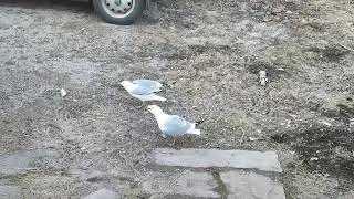 Kalle the seagull and his wife!
