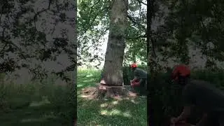 Falling giant tree 🌳🪚 #short #shorts #shortvideo #shortsvideo #fyp #viral
