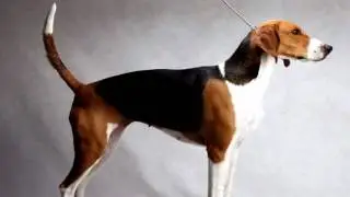American Foxhound Parasite Prevention