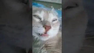 я заложила бомбу