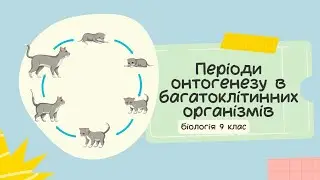 Біологія 9 клас  Періоди онтогенезу в багатоклітинних організмів