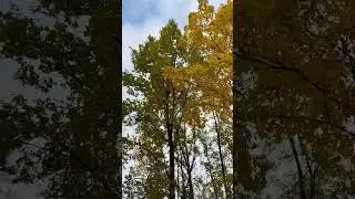 Осень🍁🍂😍 #осень #осень2023 #питер #санктпетербург