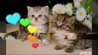 Милые котята
