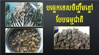 បច្ចេកទេសចិញ្ចឹមខ្ចៅបែបធម្មជាតិ Natural snail raising techniques