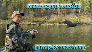 В тайгу на 4 дня. Ловим щук, чтобы отпустить в пруд. Разгар лосинного гона