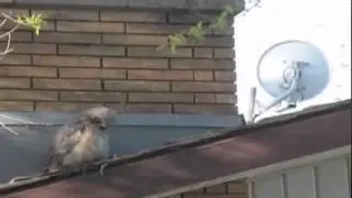 Owl Takes a Dump and Flees The Scene