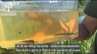Letar salamander- och grodyngel