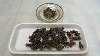 Калган. 🌱 Как измельчить сухой корень лапчатки прямостоячей. Cut the root.