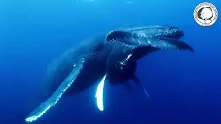 Ocean Noise - Episode 3 - Technology