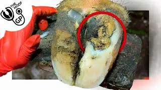 PAINFUL SOLE ULCER on a cow’s foot