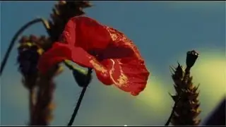Совершенный Бог - Песня (Л. Дяченко) HD