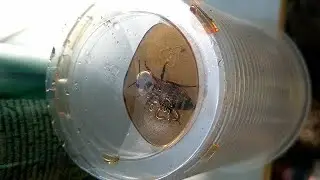 Coca Cola vs  Wasp
