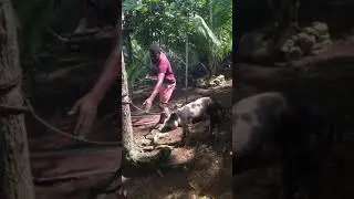 Killing a pig in jamaica