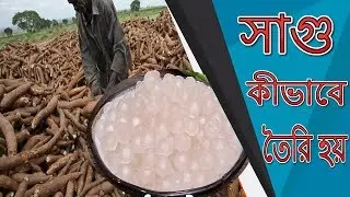সাবুদানা কি দিয়ে তৈরি হয়  |  sago pearls making process | cassava root