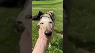 Hermione 04 #rescuedog #tierschutz #hund