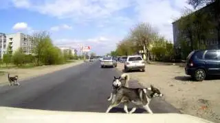 ДТП * Собака сбила автомобиль