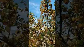 Ayva Hasadı Kısa Vlog | 2022 Aralık