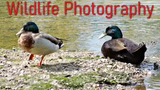 Wildlife Photography