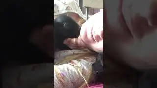 Adorable baby pig kisses #shorts