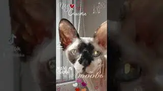 Cat милота любимая 