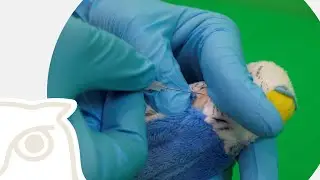 CSL: Intravenöse (i.v.) Injektion in die Vena jugularis dextra beim Vogelpatienten