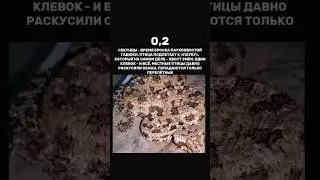 Эволюционная ловушка Паукохвостой рогатой гадюки 🥷🏼💯 #animals #respect #predator #snake #viral