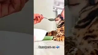 кормит котенка с ложечки. как кормить котенка? 