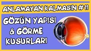 Anlamayan Kalmasın #11 Gözün Yapısı ve Görme Kusurları