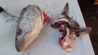 How To Fillet Series : White Seabass