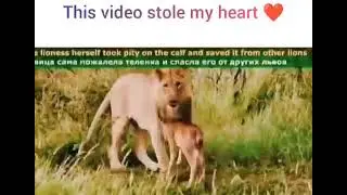 An Emotional Moment | Animals Also Having Emotions | Lovely Video 