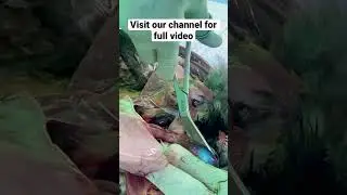 Post mortem examination of  #poultry #viral #trending #trendingshorts #video #viralshorts #shorts
