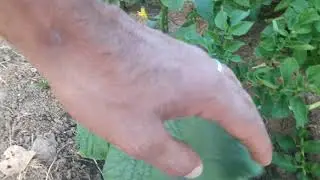 Sabreden derviş muradına ermiş (Emeğin karşılığı)