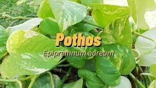 @photos