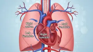 The Cardiorespiratory System