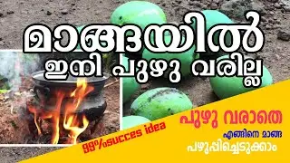 മാങ്ങയിൽ ഇനി ഒരിക്കലും പുഴു വരില്ല I 99%succesful tips..guarentee👍🏼👍🏼👍🏼