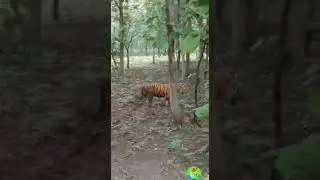 Tigress in my village