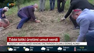 TIBBİ BİTKİ ÜRETİMİ