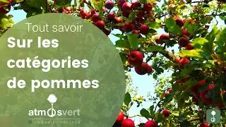 Tout savoir sur les catégories de pommes et pommiers