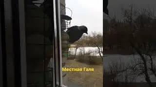 птица весна 09.03.22
