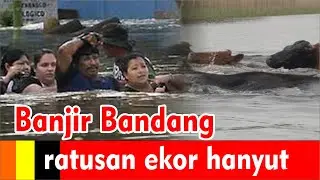 Ratusan sapi terseret arus di kali kulon Progo Yogyakarta
