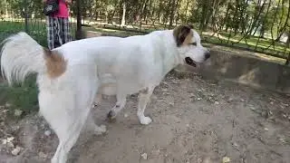 16.07.24 алабай Булат греется на площадке