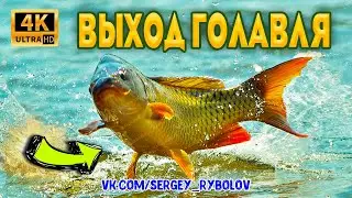 Выход Крупного Голавля На Днепре, Прямо Перед Ногами. Ловля Фидером На Днепре.