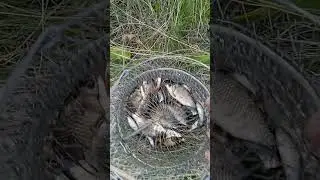 касік і рибалка(2)