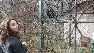 Ворон Вася рад гостям! Тайган